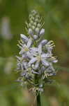 Atlantic camas